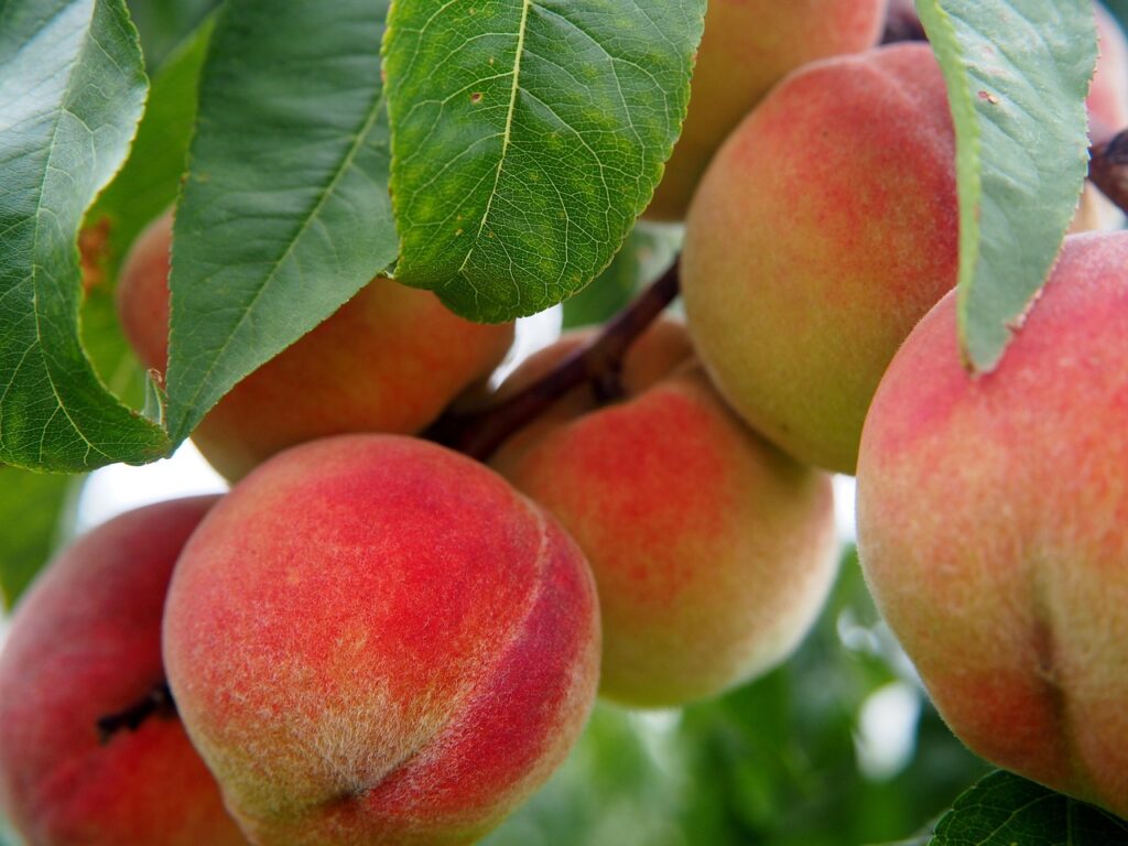 Peach tree Peach tree